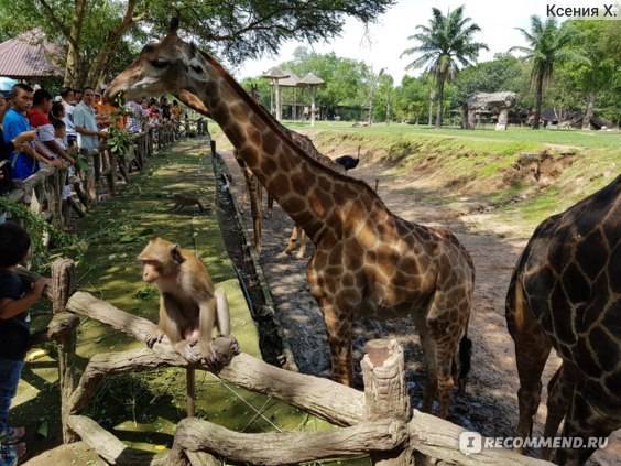 Зоопарк кхао кхео в тайланде, паттайя