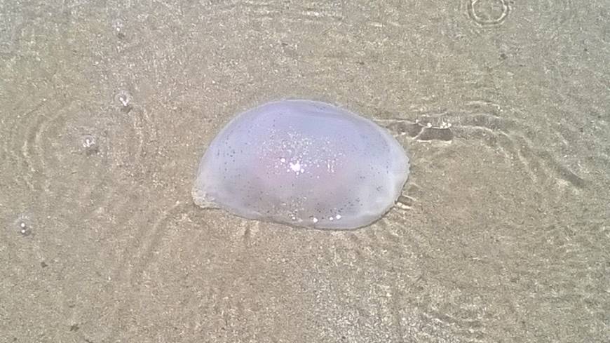 Необычный таиланд: медузы