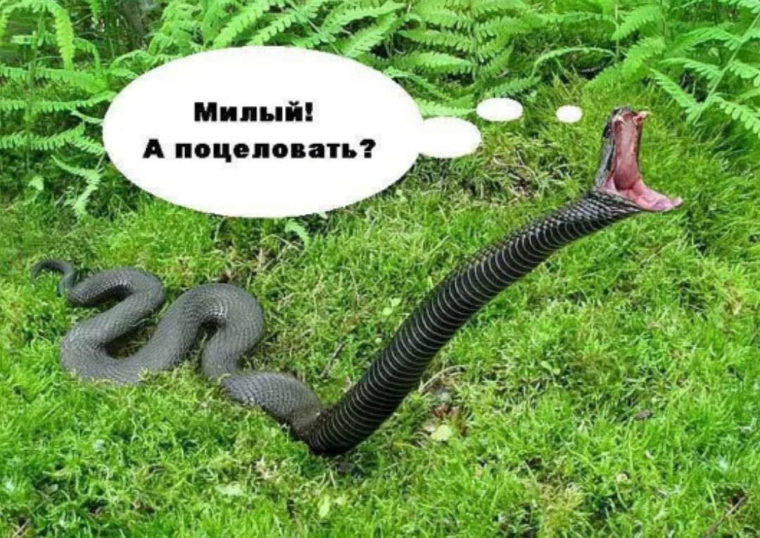 Как отпугнуть змей: натуральные и химические средства от змей
