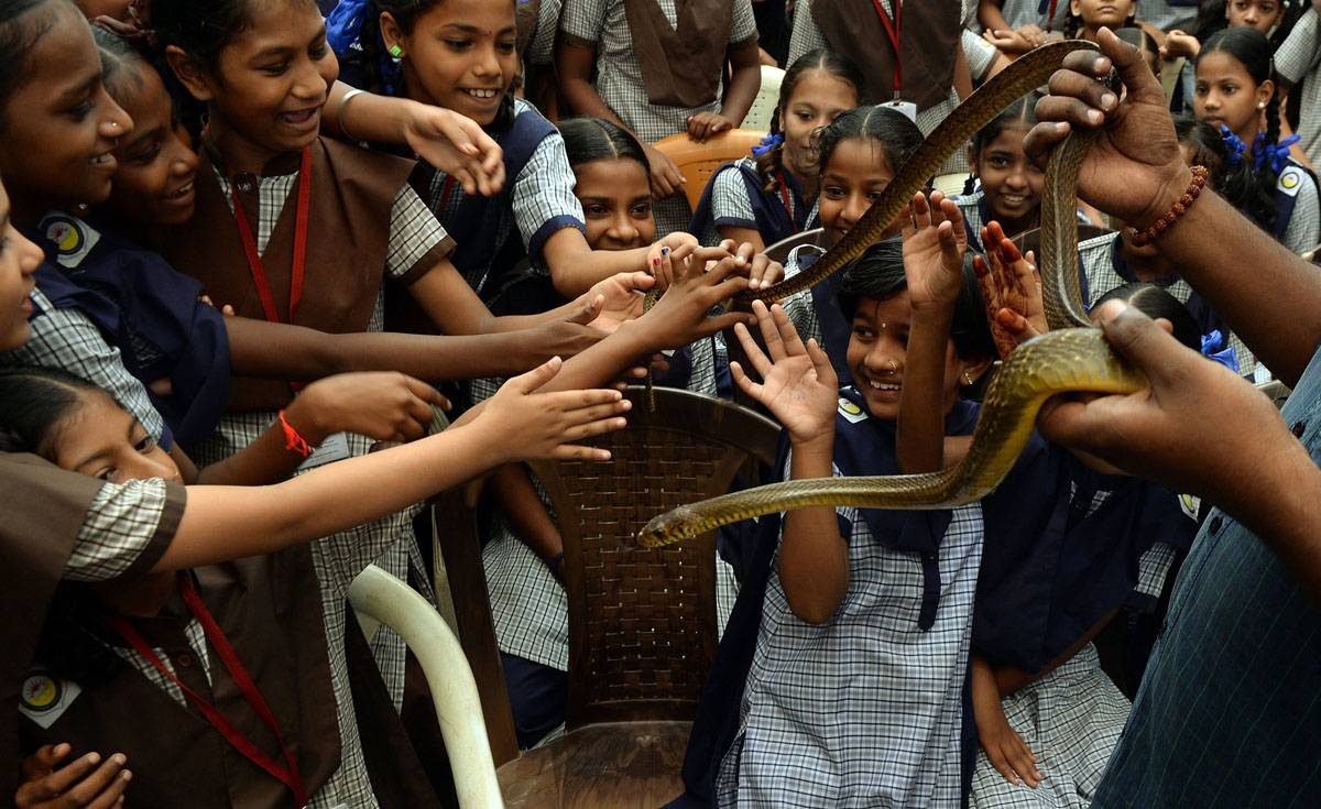 Индийская очковая кобра: особенности поведения, описание