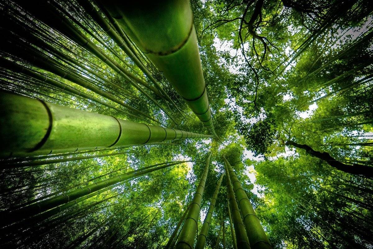Бамбук в фэн шуй количество стеблей