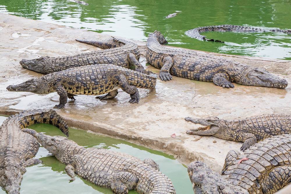 Сад камней в паттайе – зоопарк и крокодиловая ферма