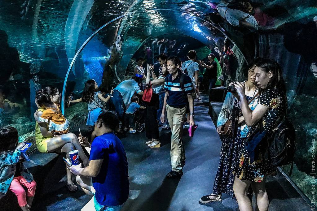 Океанариум в бангкоке sea life ocean world, цена билета со скидкой