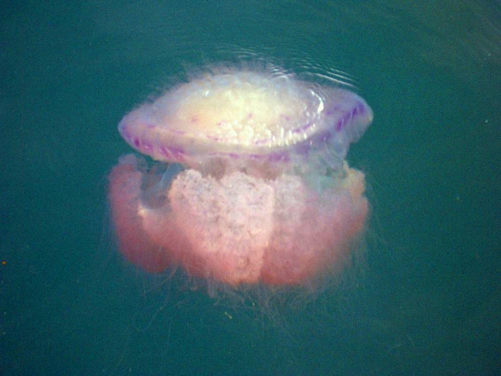 Укус медузы в тайланде что делать. опасные медузы на пхукете! реальные страшилки для туристов