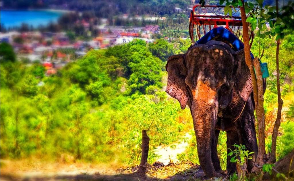 Покататься на слонена пхукете, таиланд
