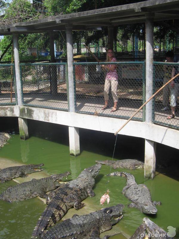 Крокодиловая ферма в паттайе и парк миллионолетних камней наш отзыв