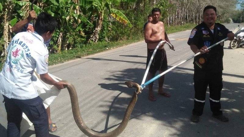 Змеи таиланда