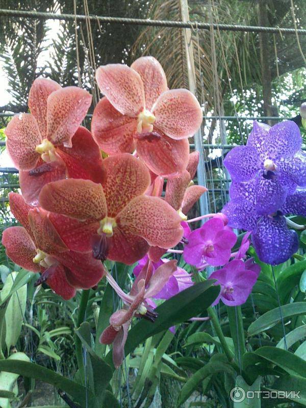 Сад орхидей на пхукете