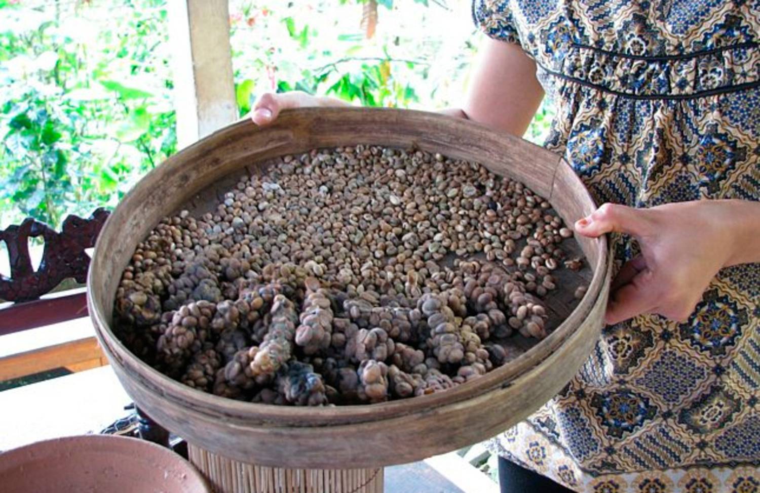 Кофе из кала животных: все о самом дорогом кофе в мире из помета