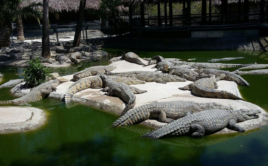 Экскурсии на крокодиловую ферму в паттайе