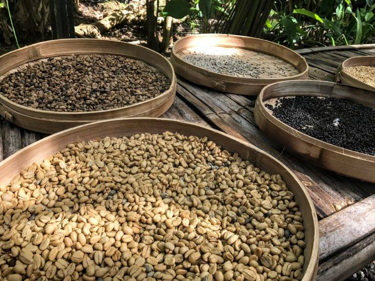 Копи лювак: в чем секрет самого известного кофе в мире