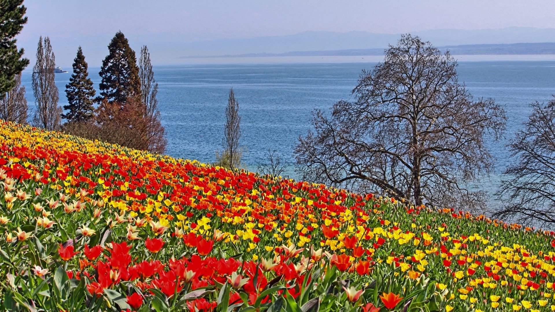 Такая вот германия   чудесный цветочный остров майнау в германии.