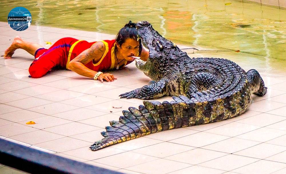 Крокодилы в тайланде — места обитания, опасность, изделия из кожи