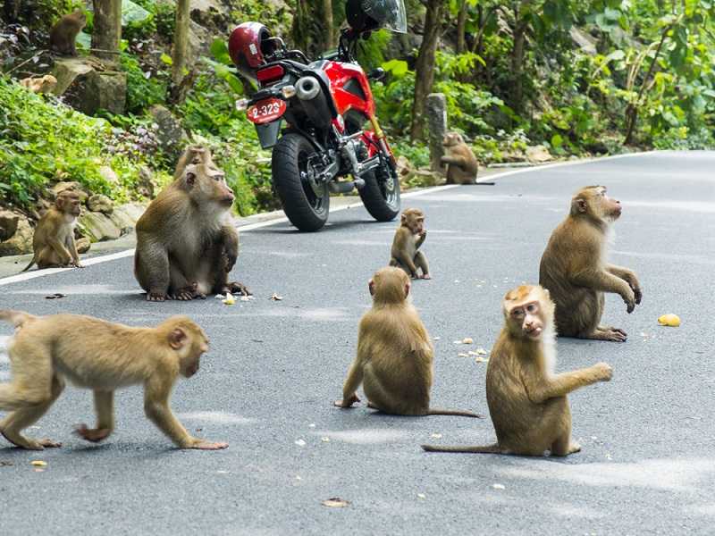 Лежащий в чреве горы – храм обезьян в тайланде