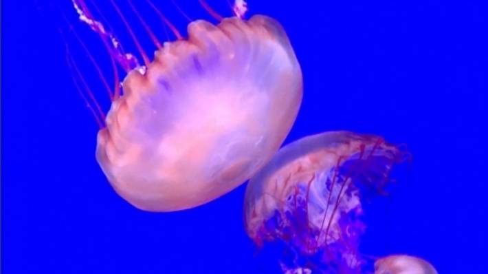 Медузы в таиланде - стоит ли их бояться и чем они опасны