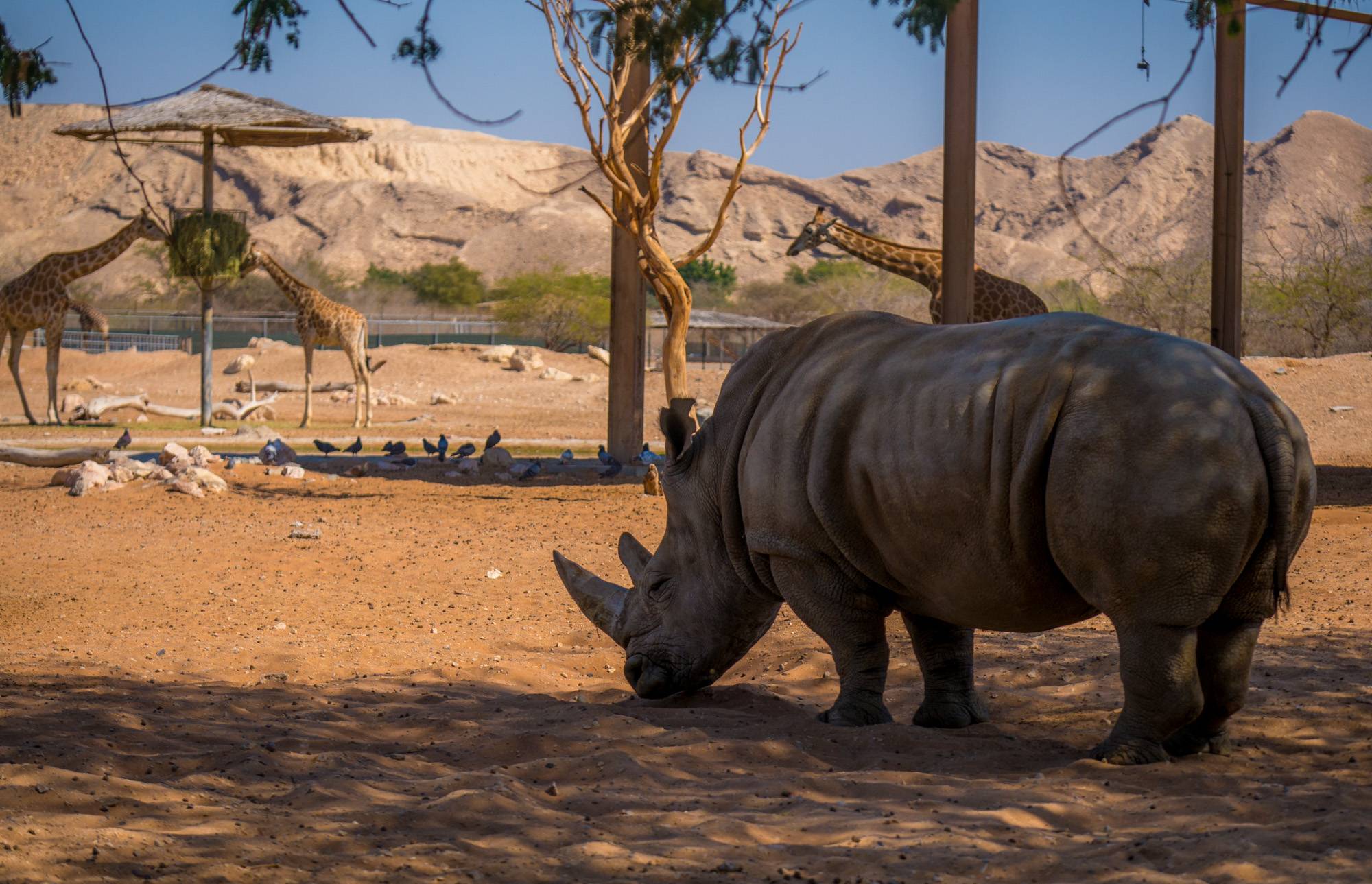 Сафари парк дубай. Зоопарк Дубай сафари. Зоопарк в Дубае. Dubai Safari Park в Дубае.