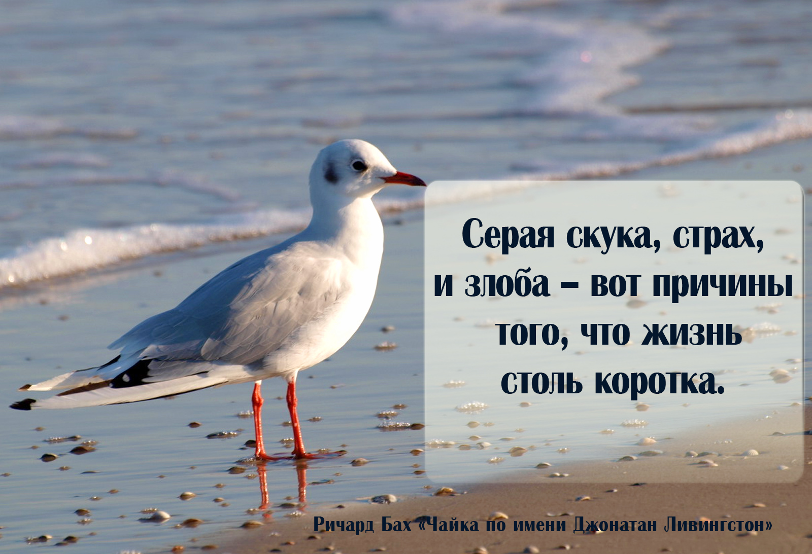 У этой птицы лапы настолько коротки. Чайку по имени Джонатан Ливингстон. Цитаты про чаек. Цитаты о Чайках. Чайки цитаты.