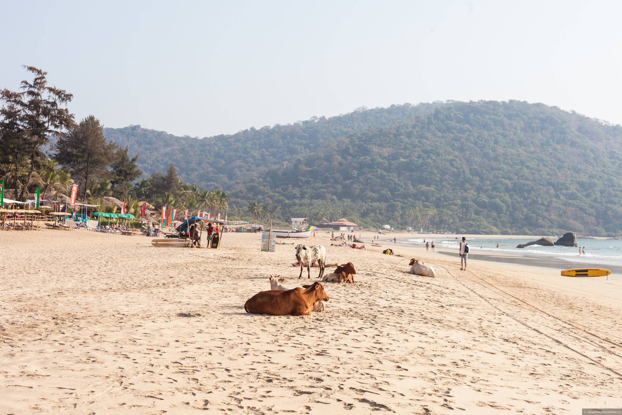 Пляж агонда, гоа (индия): история, фото, как добраться, адрес
на карте и время работы в 2022 - 2023