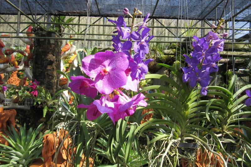Ферма орхидей: описываем со всех сторон