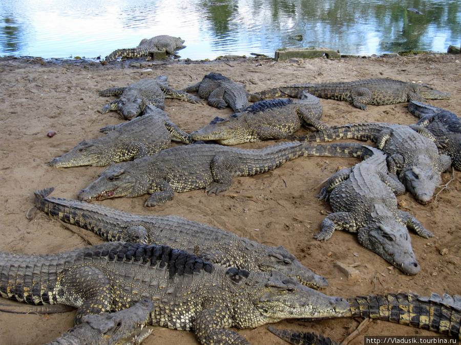 Крокодиловая ферма, паттайя – обзор, цены, как добраться крокодиловая ферма в паттайе | mirplaneta
