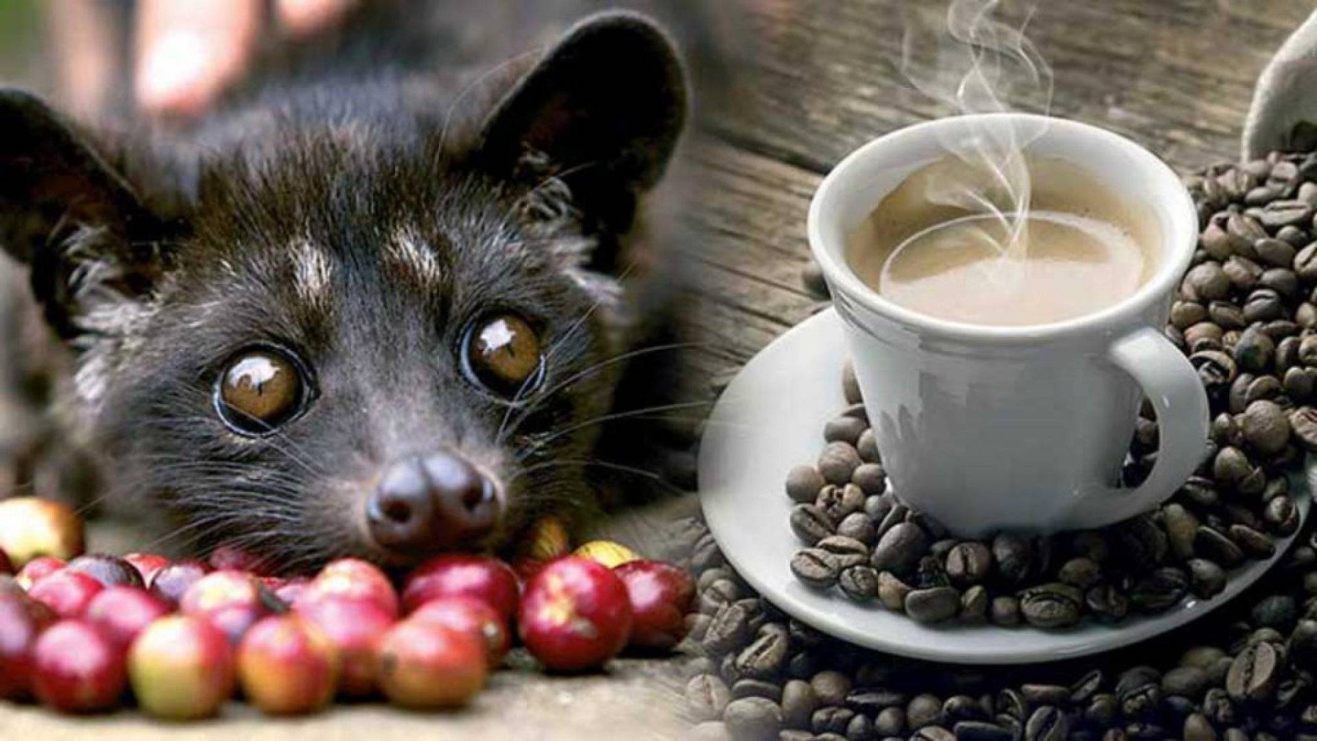Vietnamese Kopi Luwak – The Most Expensive Coffee In The World