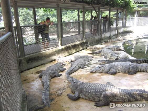 Где находится крокодиловая ферма в паттайе?