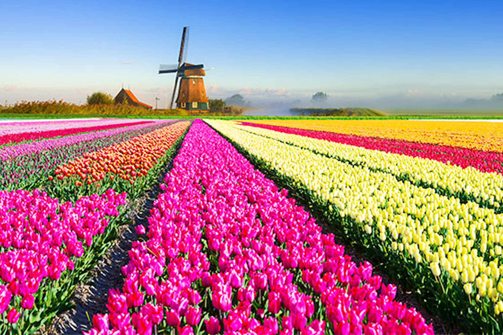 Поля Тюльпанов В Нидерландах