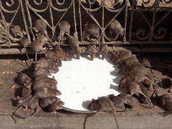 Реальные эмоции. рассказ путешественника о посещении храма для крыс в индии
