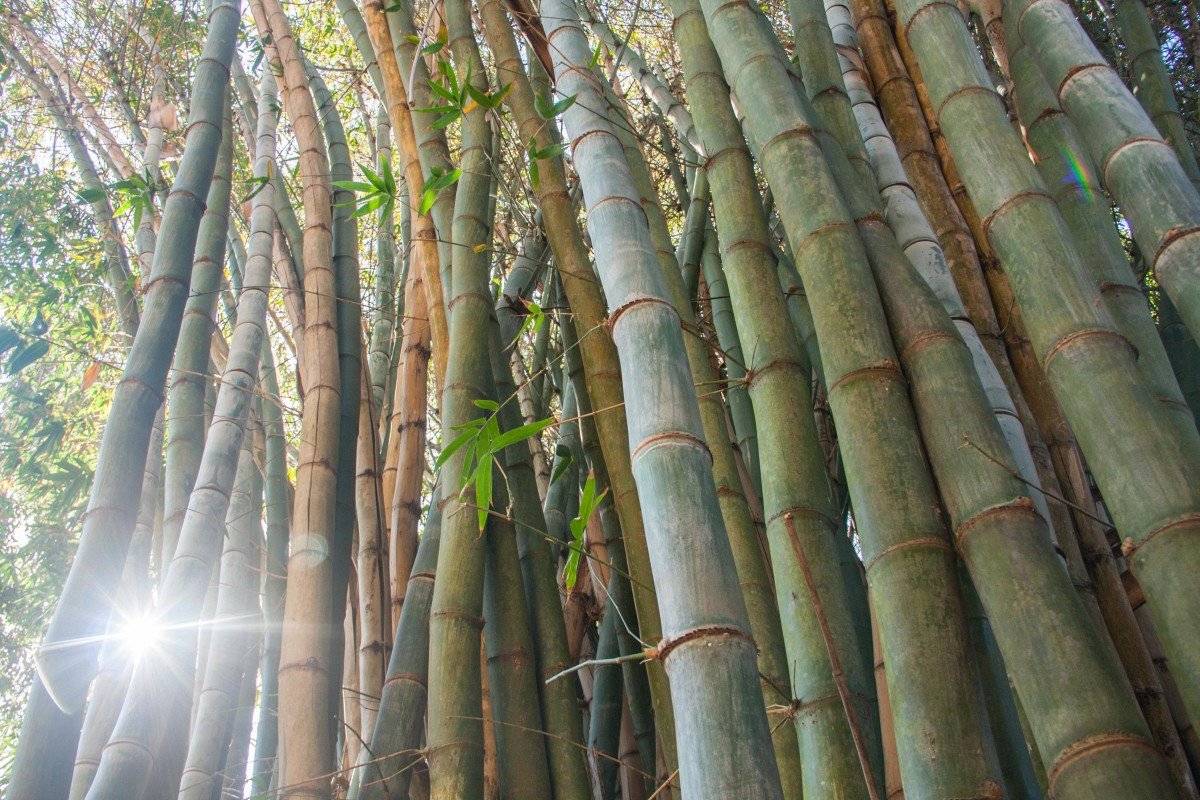 Как ухаживать за комнатным бамбуком?