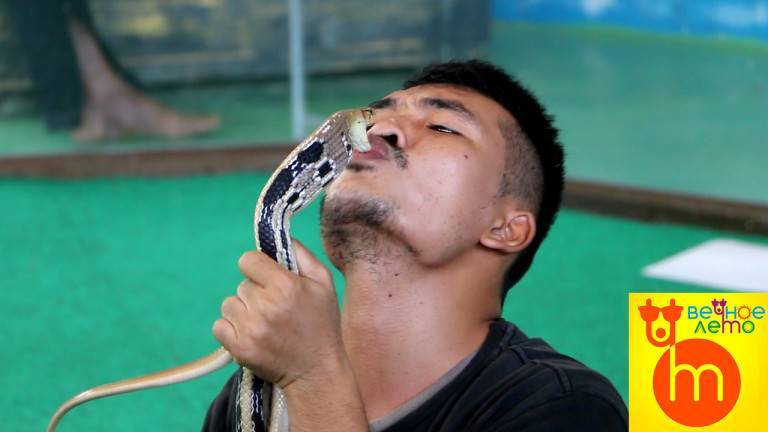 Змеи тайланда: фото и описание ядовитых и неядовитых