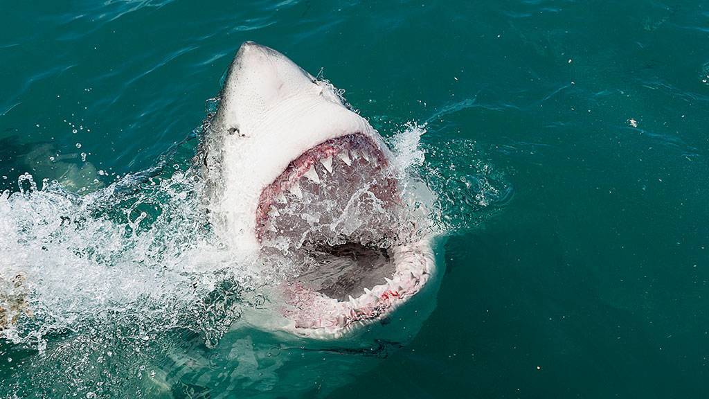 Все об акулах: где они водятся, какие из них опасны и прогноз нападений на июнь 2019