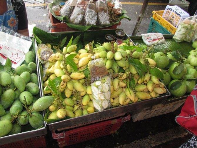 Сорта манго в таиланде
