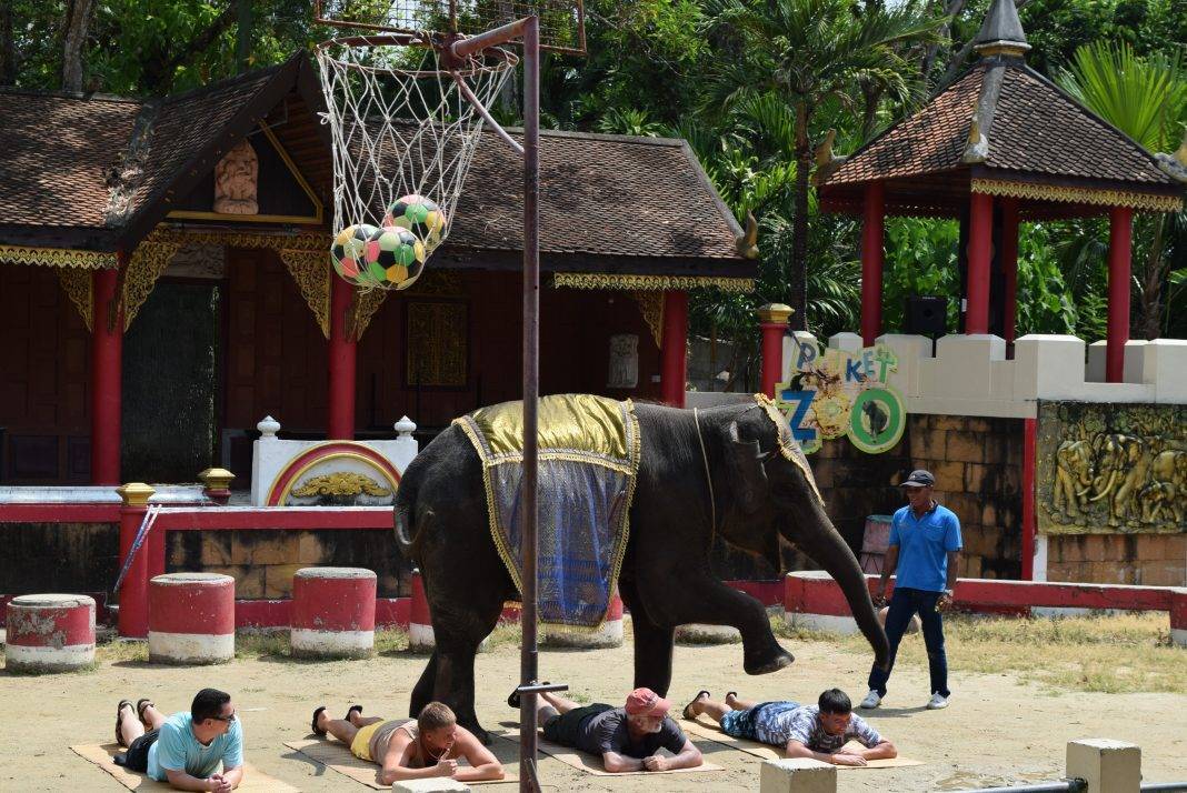 Удивительный зоопарк "phuket zoo" на пхукете