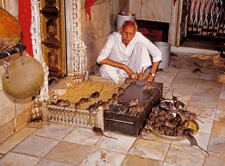 Почему в индийском храме карни мата почитают крыс