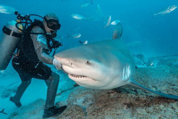 Опасны ли акулы в тайланде — ватдитай