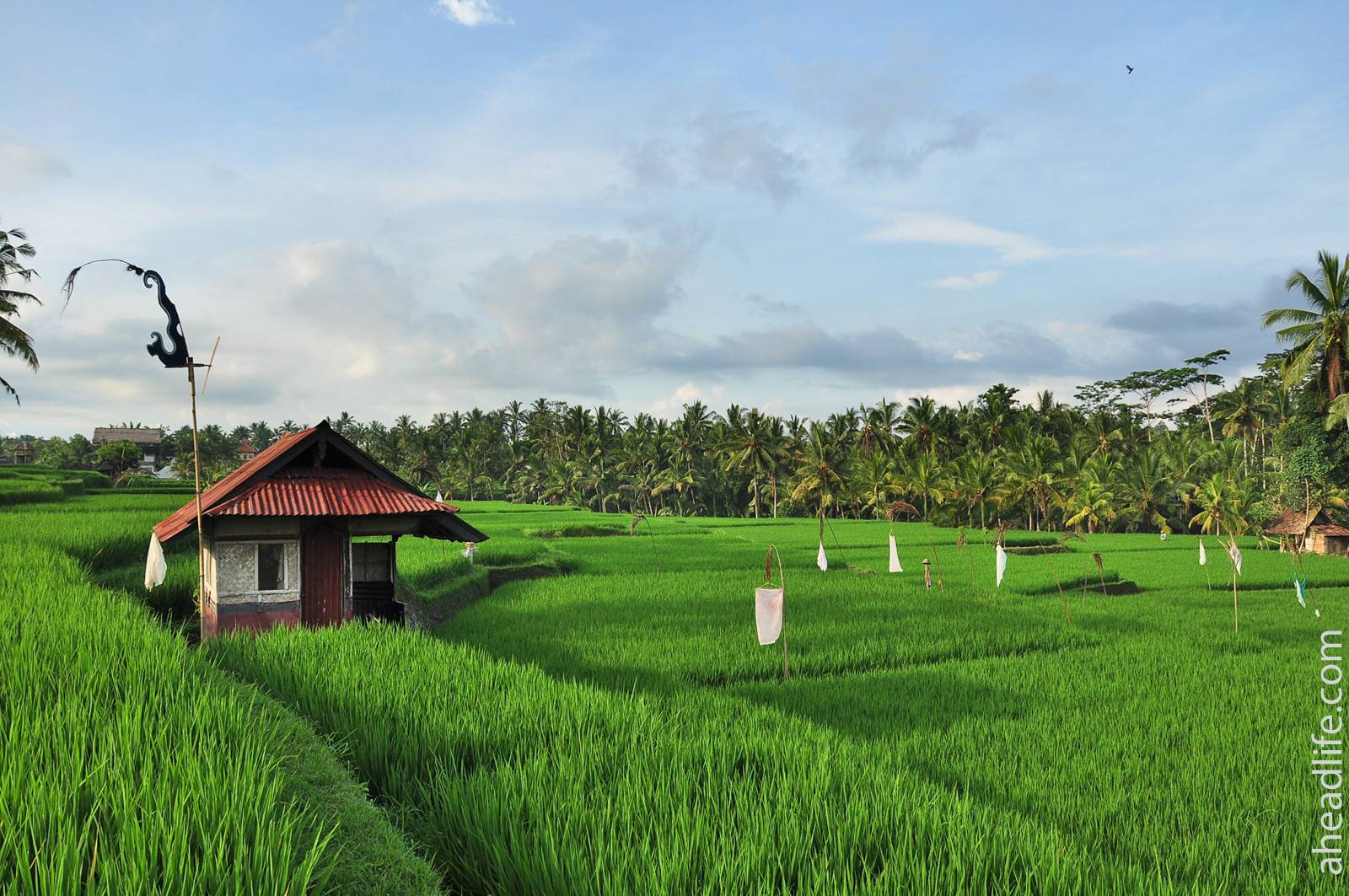 Jatiluwih – рисовые террасы на бали