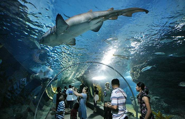 Аквариум sea life bangkok ocean world