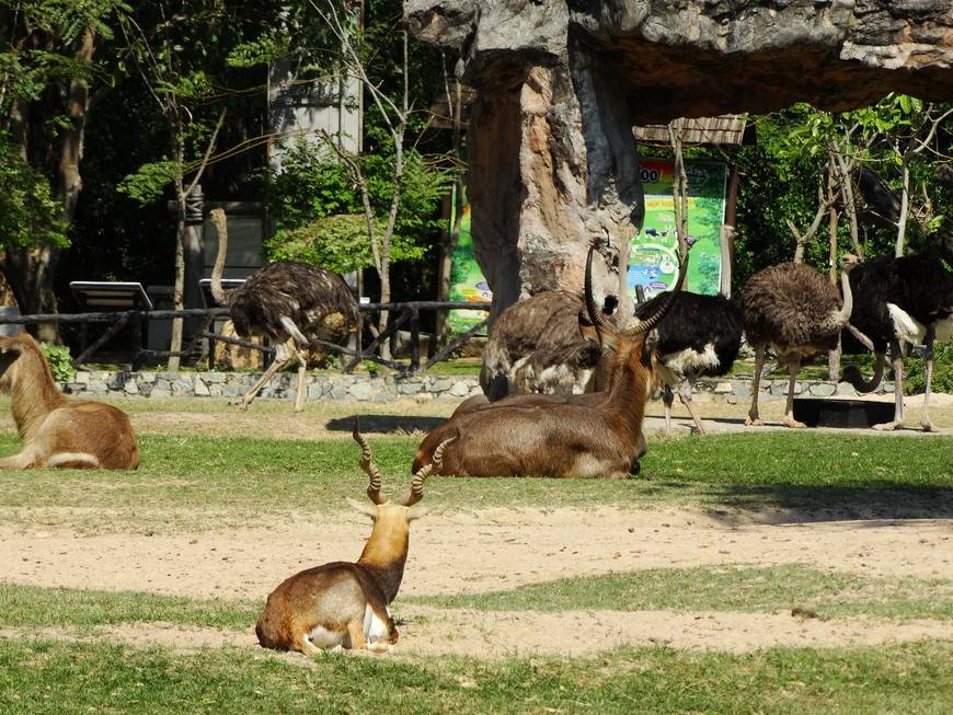 Зоопарк кхао кхео в паттайе: как добраться, фото, видео, отзывы