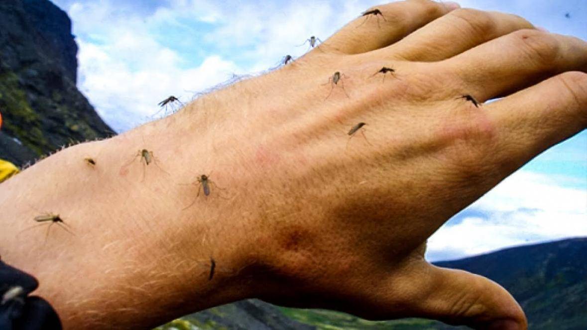 Есть ли комары в паттайе - всё о тайланде