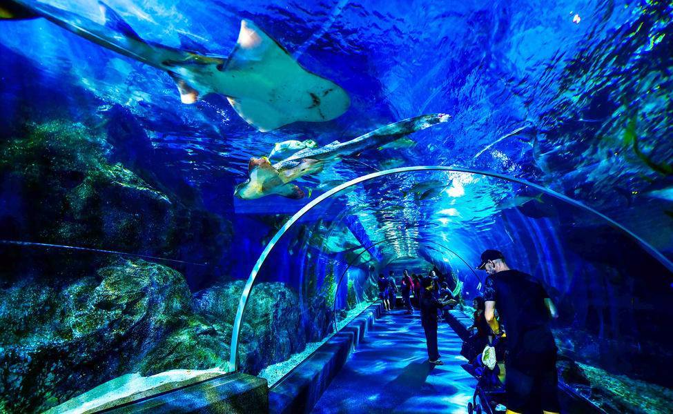 Бангкокский аквариум (океанариум)