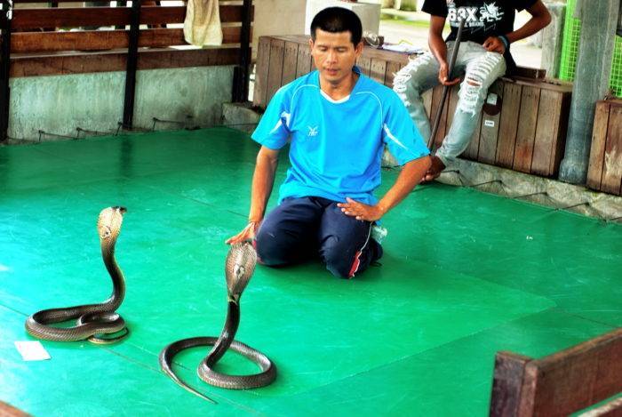 Змеиная ферма (институт пастера) (snake farm queen saovabha memorial institute) описание и фото - таиланд: бангкок