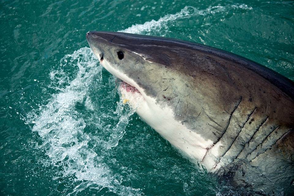 Самые опасные акулы для человека - рейтинг, фото