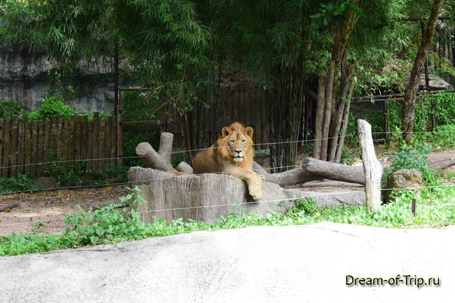 Кхао кхео vip – описание экскурсии в зоопарк кхао кхео в паттайе