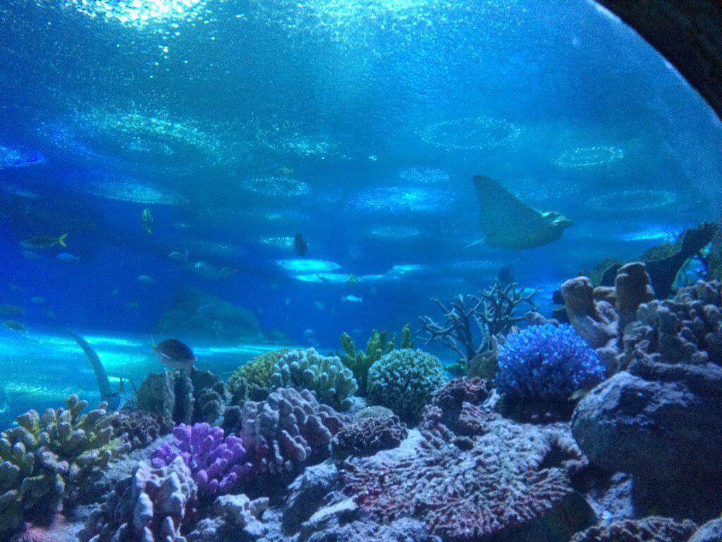 Океанариум на пхукете (новый) (aquaria phuket thailand)