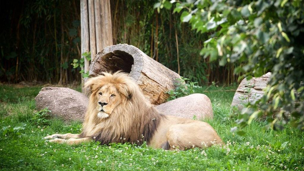 Лейпцигский зоопарк в германии: особенности, стоимость, животные