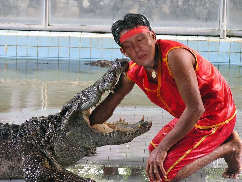 Крокодилы в тайланде - места обитания, опасность, изделия из кожи - информация для путешественников