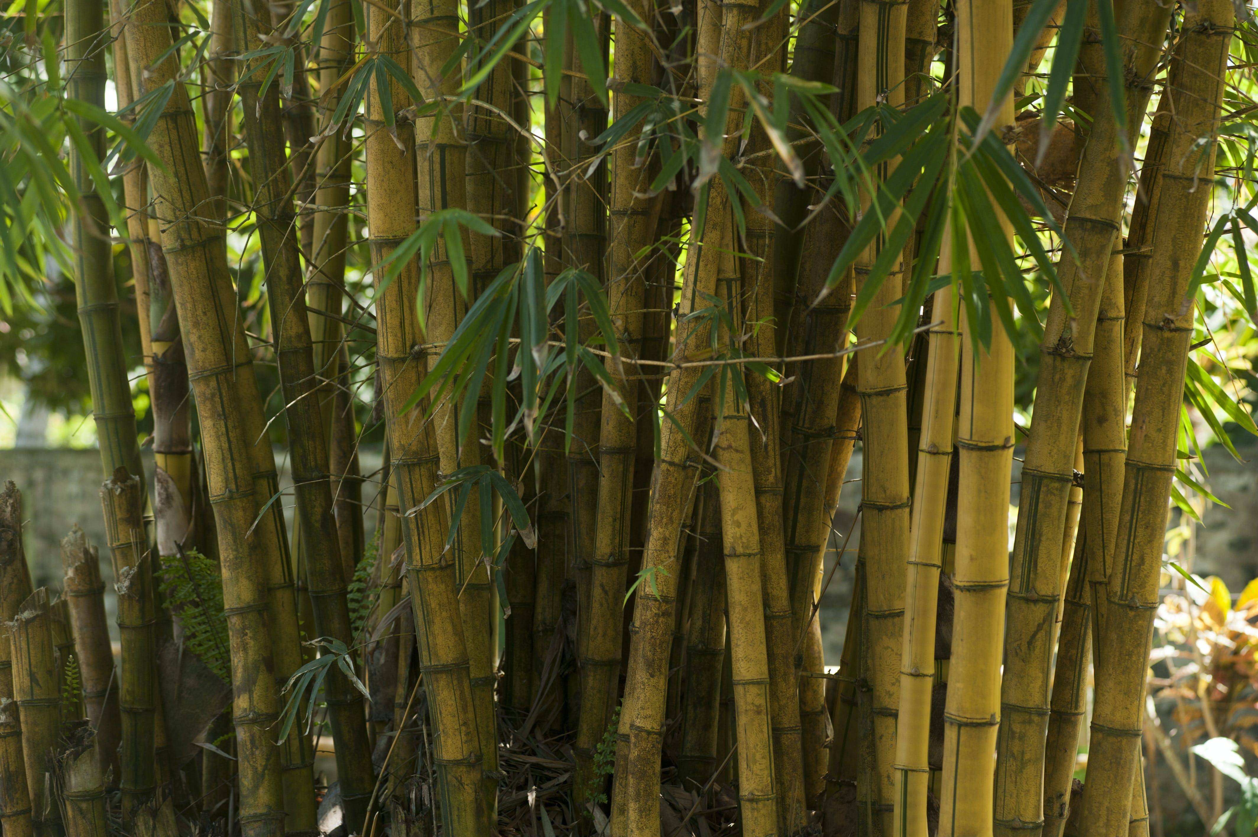 Бамбук по феншуй - значение, количество стеблей и расположение в доме