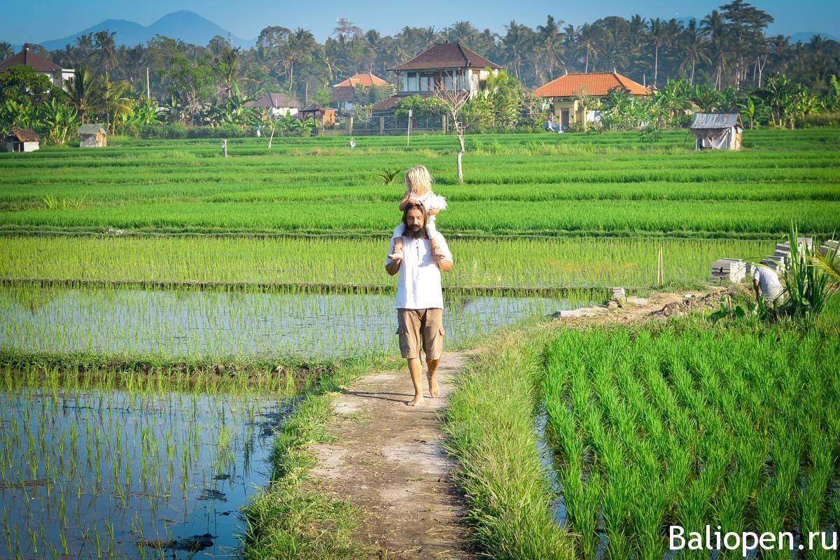 Как растет рис на острове бали? подробное описание и фотографии.