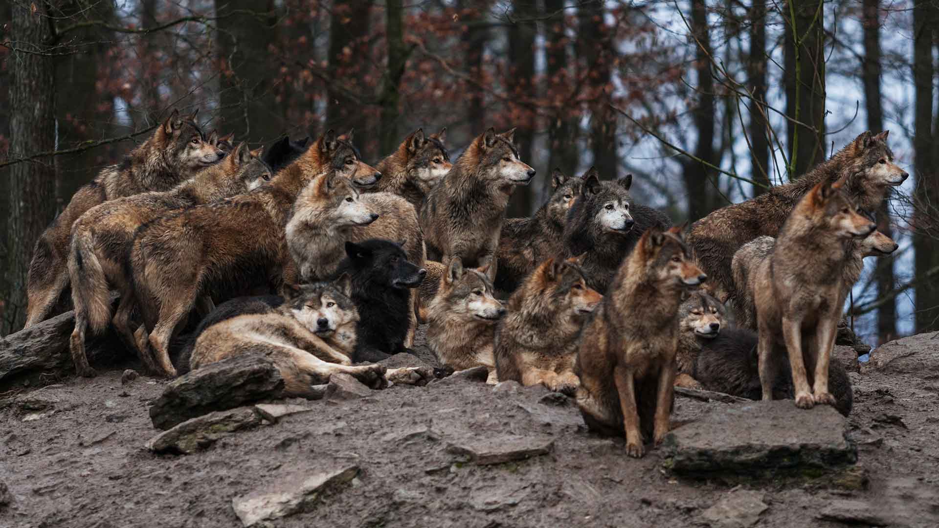 Волк вожак стаи