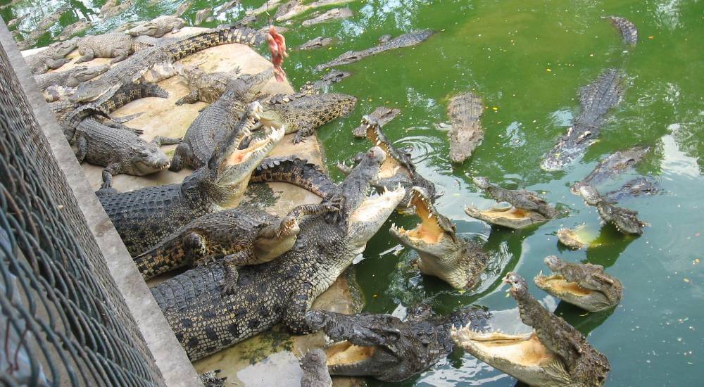 Крокодиловая ферма паттайя как добраться самостоятельно - всё о тайланде